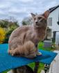 Traumhafter OLH Kater