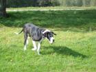 Deutsche Dogge mit Papiere 5 Jahre alt