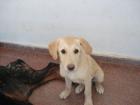 Süßer Labrador Welpe Honey