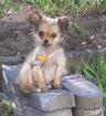Reinrassige Chihuahua Mädchen