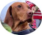 FRAKK - 62 cm - MAGYAR VIZSLA aus dem Tierschutz