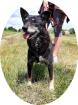 ANGEL - 45 cm - LIEBE VERSCHMUSTE HUNDEOMA SUCHT aus dem Tierschutz
