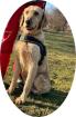 JIM - 58 cm - TRAUMHUND SUCHT FAMILIE aus dem Tierschutz