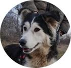 SZER NA - 60 cm - HUSKY-MIX SUCHT FAMILIE aus dem Tierschutz