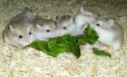 Junge Roborowski Zwerghamster kleine Hamster