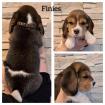 Beaglewelpe Rüde tricolor